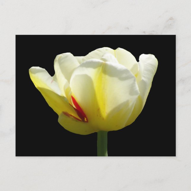 Vit Gult Tulip stäng kassen. BG DIY-vykort Vykort (Framsida)