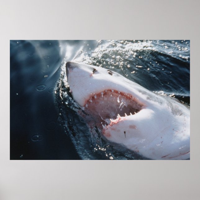 Vit haj i havet poster (Framsidan)