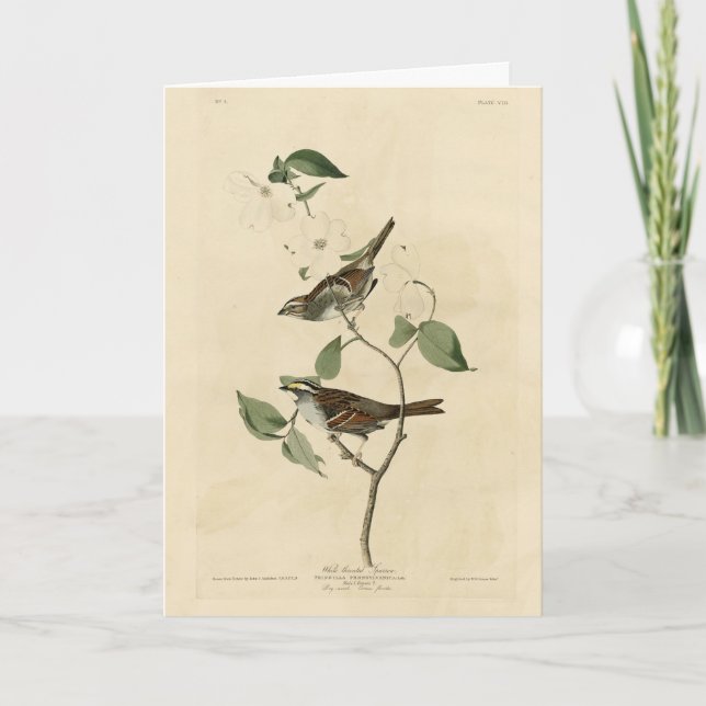 Vit halmstrupe, Audubon's Birds of America Kort (Framsida)
