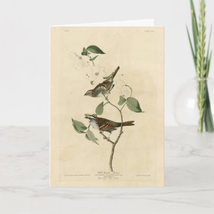 Vit halmstrupe, Audubon's Birds of America Kort