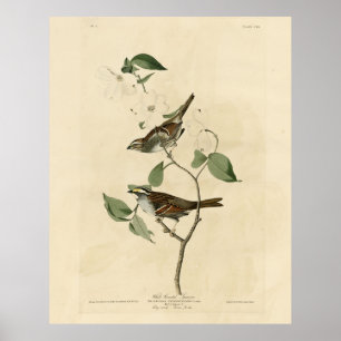 Vit halmstrupe, Audubon's Birds of America Poster