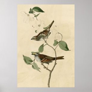 Vit halsad Sparrow Poster