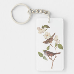 Vit-haltig Sparrow Audubon Bird i Dogwood