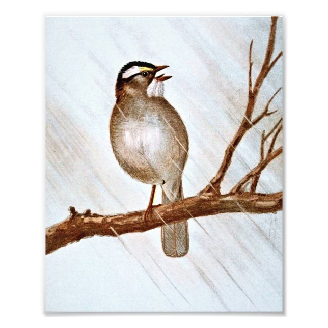 Vit haltig Sparrow Fototryck (Framsidan)