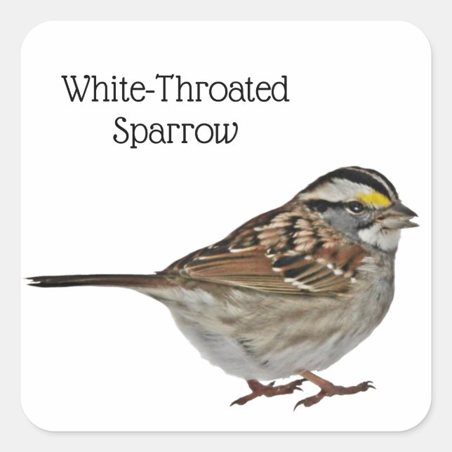 Vit-haltig Sparrow Fyrkantigt Klistermärke (Framsida)