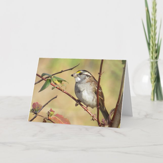 Vit-haltig Sparrow Kort (Framsida)