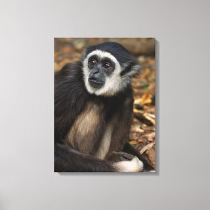 Vit-Handad Gibbon (Hylobates Lar), Monkeyland Canvastryck