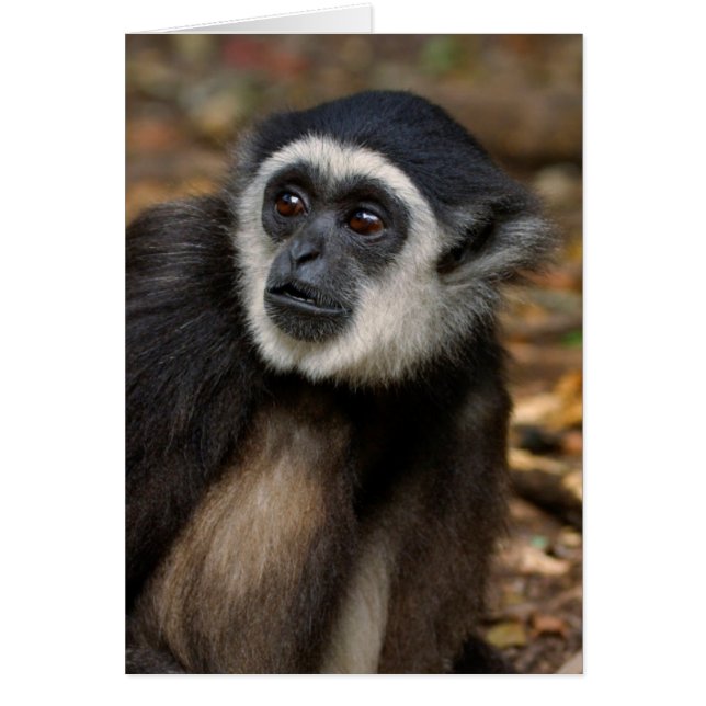 Vit-Handad Gibbon (Hylobates Lar), Monkeyland Hälsningskort (Framsidan)