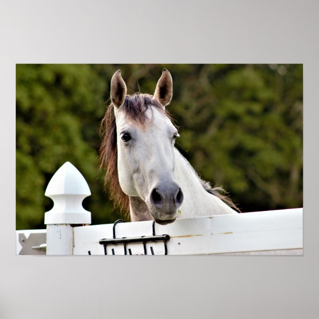 Vit Häst Foto Poster (Framsidan)