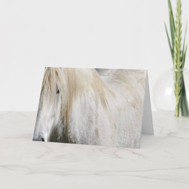 Vit häst kort (Framsida)