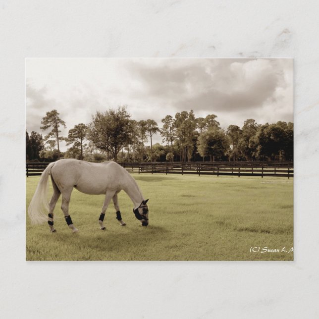 Vit häst på betesmark i gamla stil vykort (Framsida)