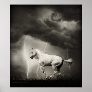Vit häst poster