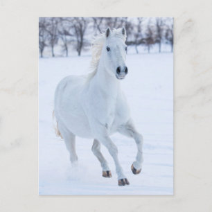 Vit häst som springer i snön vykort