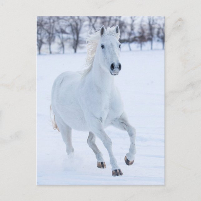 Vit häst som springer i snön vykort (Framsida)