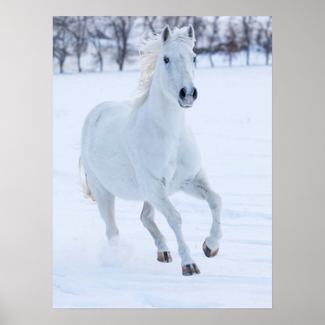 Vit häst springer i snön poster (Framsidan)