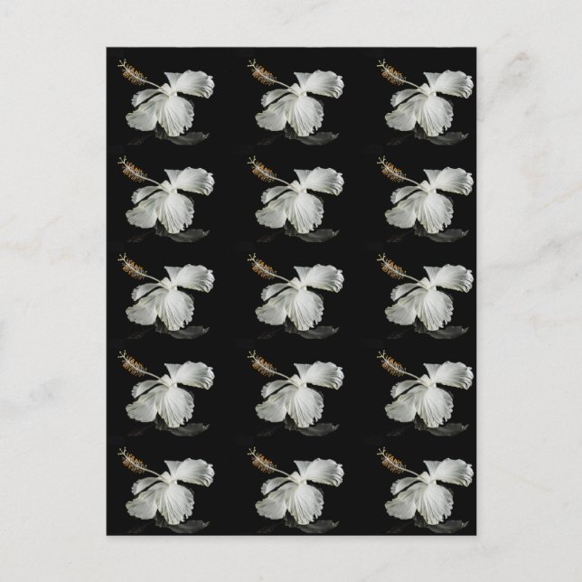 Vit Hibiscus Flower Side View Vykort (Framsida)