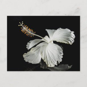 Vit Hibiscus Flower Side View Vykort
