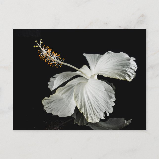 Vit Hibiscus Flower Side View Vykort (Framsida)