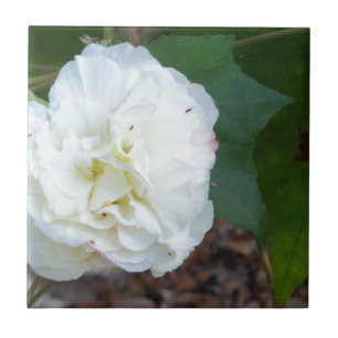 vit hibiscus mutabilis-blomma kakelplatta