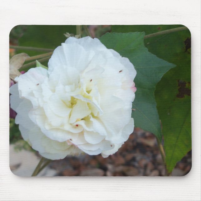 vit hibiscus mutabilis-blomma musmatta (Framsidan)