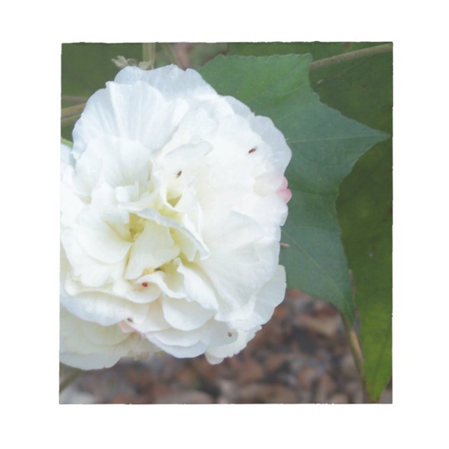 vit hibiskus mutabilis blomma anteckningsblock (Framsida)