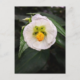 Vit Hibiskus - Unika önskningar vykort