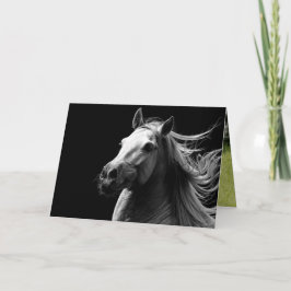 Vit hingst-Pride - kort för hästhälsning