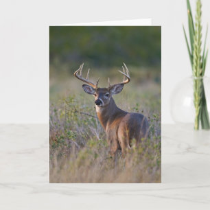 vit hjort Odocoileus virginianus) 2 Kort