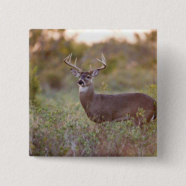 vit hjort (Odocoileus virginianus) hane 2 Knapp (Framsida)