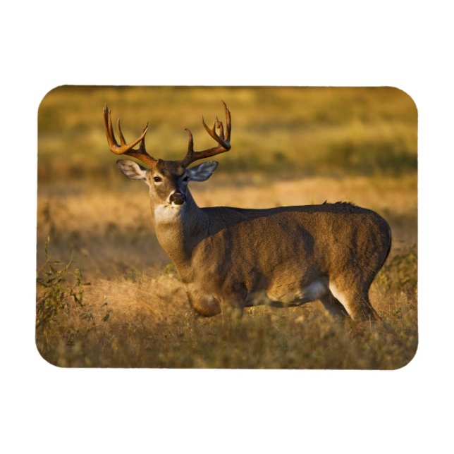 Vit-Hjort (Odocoileus virginianus) vuxen Magnet (Horisontell)