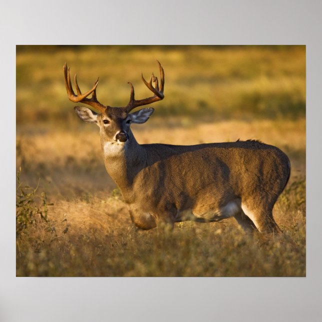 Vit-Hjort (Odocoileus virginianus) vuxen Poster (Framsidan)