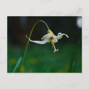 Vit hjortlily 01 vykort