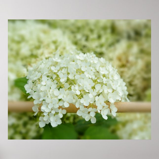 Vit hortensia poster (Framsidan)