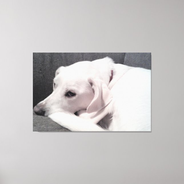 Vit Hund för vacker Elegant Canvastryck (Framsida)