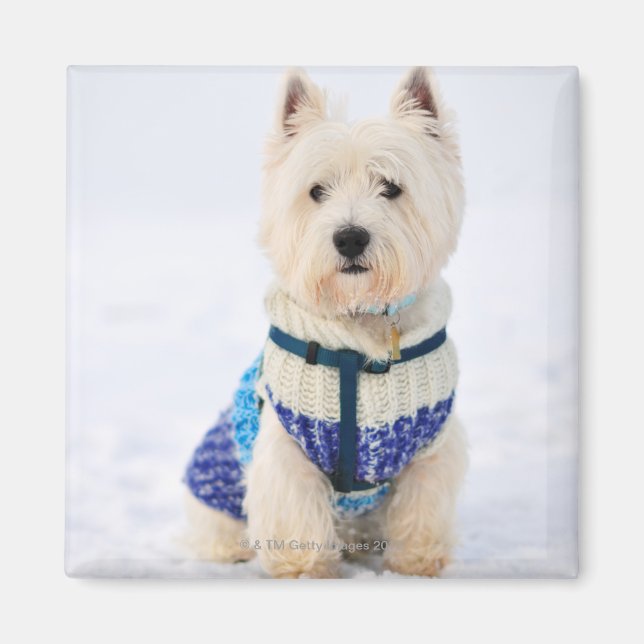 Vit hund i kläderna i snö. magnet (Framsidan)
