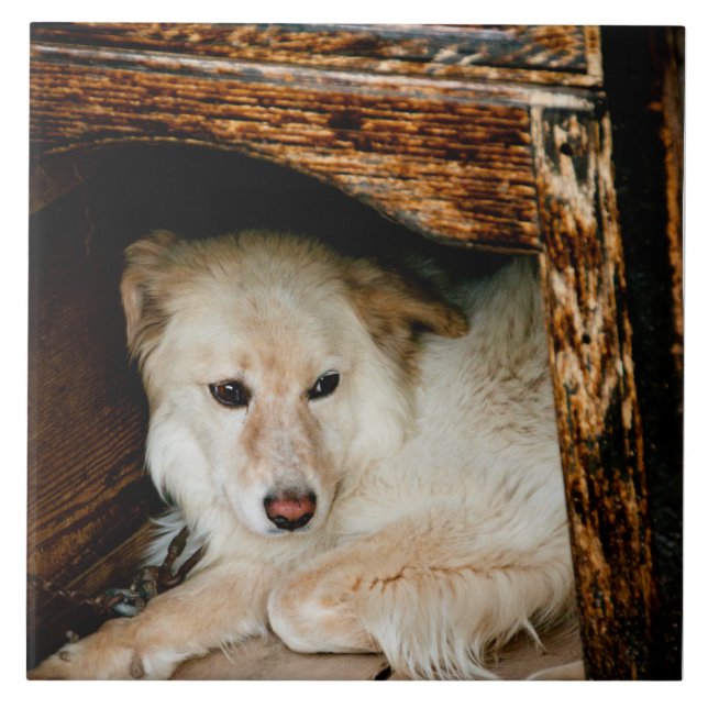 Vit hund kakelplatta (Framsidan)