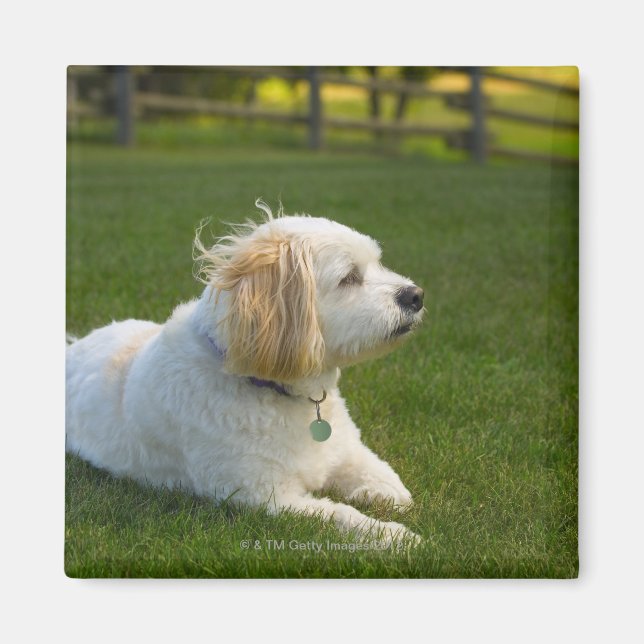 Vit hund magnet (Framsidan)