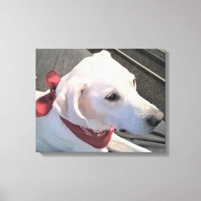Vit Hund med rött scarf Kanvastryck (Framsida)