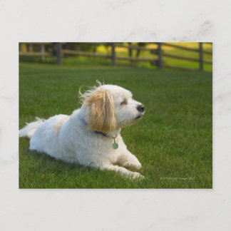 Vit hund vykort