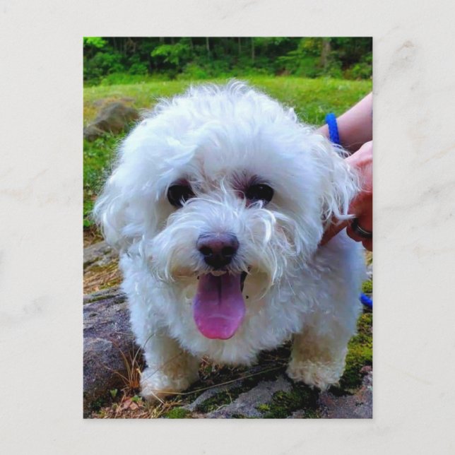 Vit Hund Vykort (Framsida)