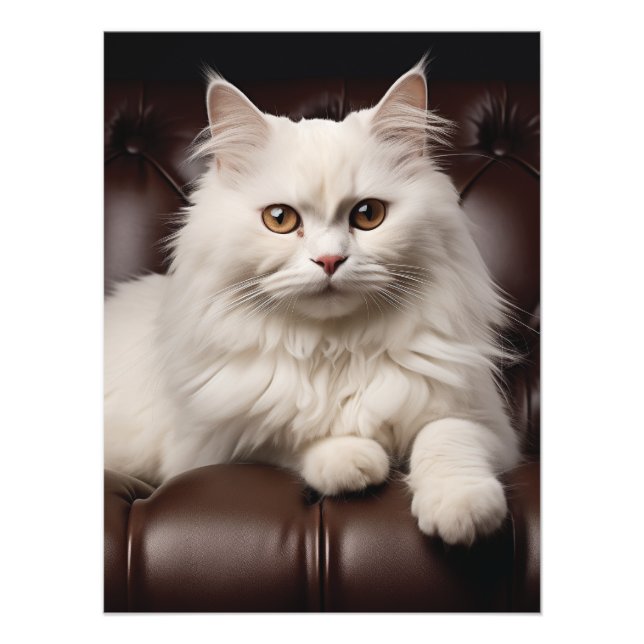 Vit huvudkatt fototryck (Framsidan)