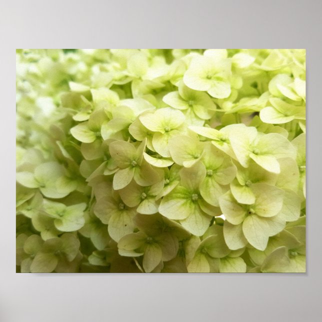 Vit Hydrangea-blombakgrund Poster (Framsidan)