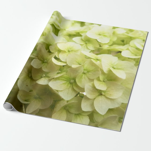 Vit Hydrangea-blombakgrund Presentpapper (Utrullad)