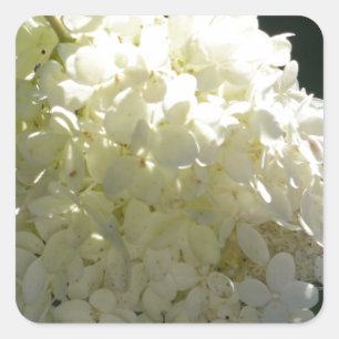 Vit Hydrangea Flower Cluster Fyrkantigt Klistermärke