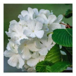 Vit Hydrangea-fotoutskrift 12x12 Fototryck