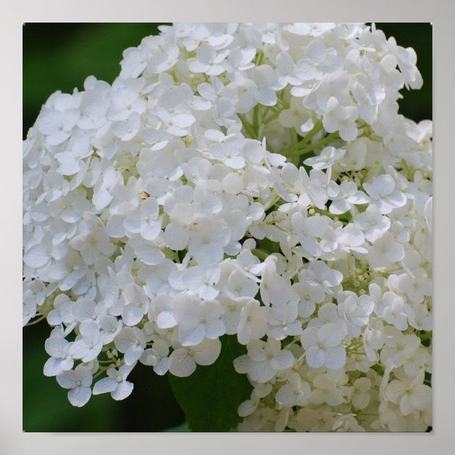 Vit Hydrangea Poster (Framsidan)