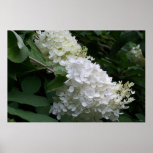Vit Hydrangea Poster