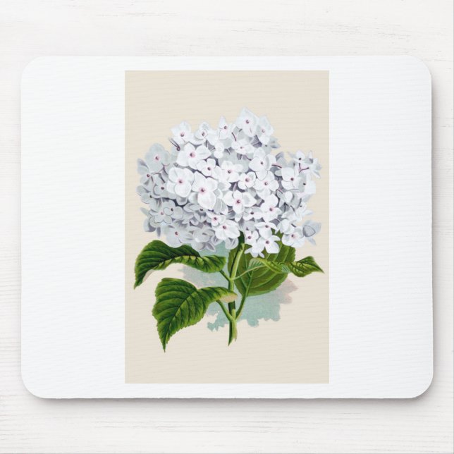 Vit Hydrangea Vintage Botanicals Illustrationer Musmatta (Framsidan)