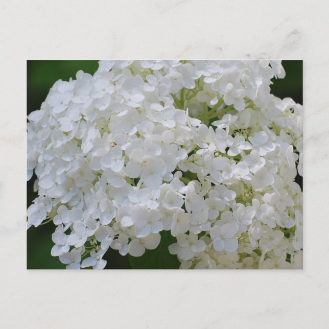Vit Hydrangeas vykort (Framsida)