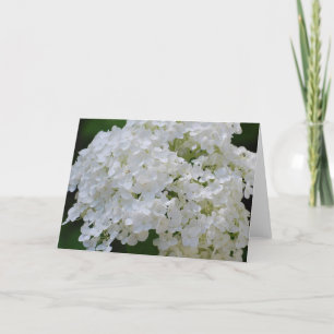 Vit Hydrangeus-hälsningskort Kort